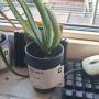 aloeverasbarn1.jpg