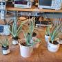 aloeverabarn.jpg